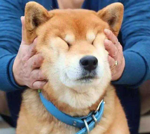 摸狗头狗是怎么理解的,摸狗头为什么狗会仰头