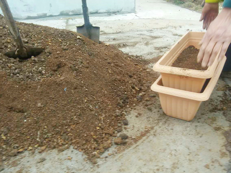 韭菜割了不长了,韭菜割也割不完