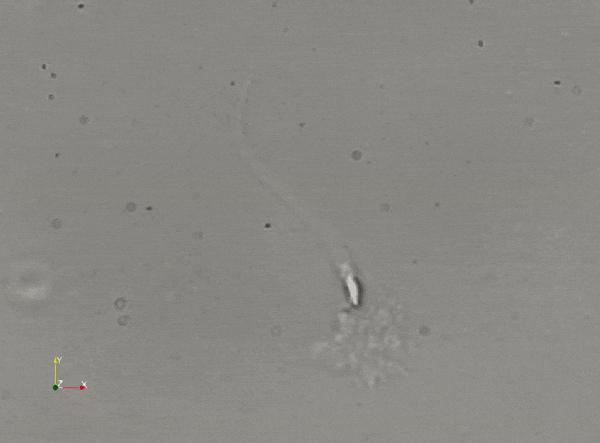精子“欺骗”了科学家300多年！研究显示：精子并非左右摆动前进