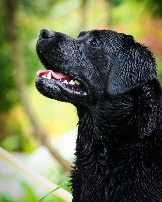 养拉布拉多的禁忌,养拉布拉多不遛会怎么样