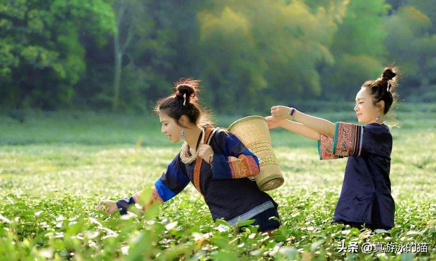 描写茶的七字古诗,描写茶的优美句子简短