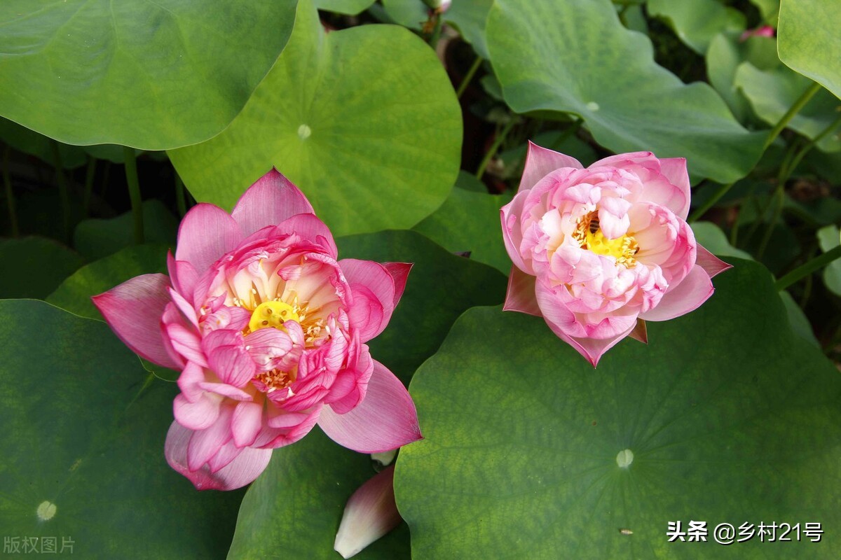 盆栽荷花种植的正确方法,盆栽荷花技巧与方法