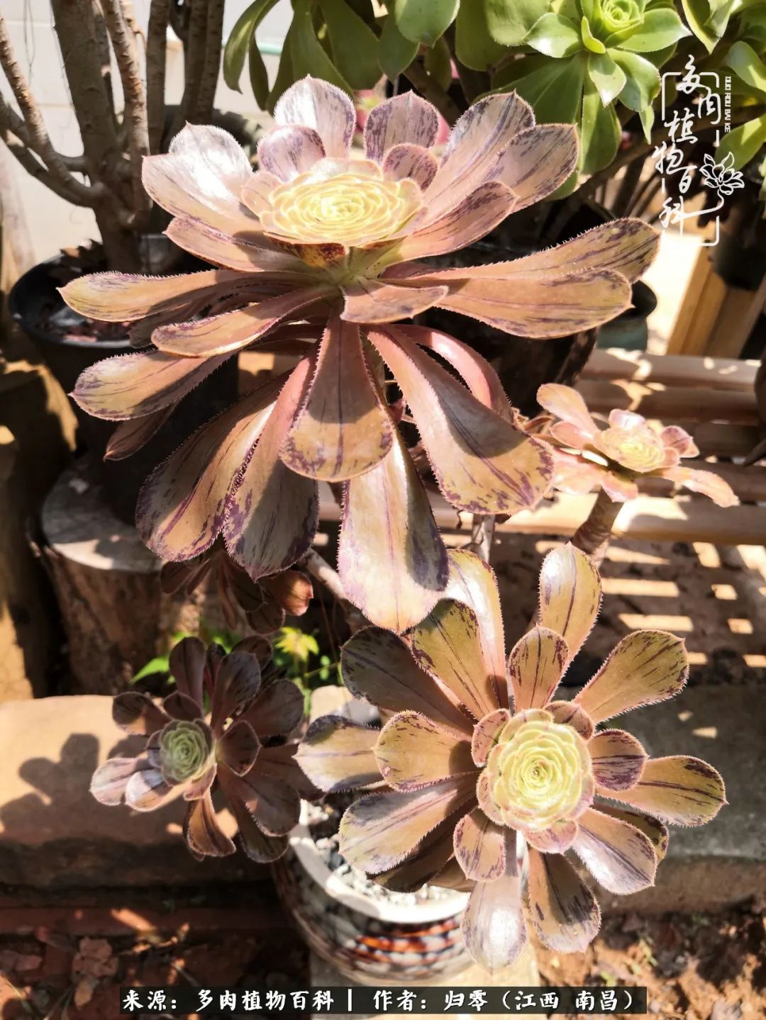 人生转个弯，在小院遇见落入凡间的多肉小精灵