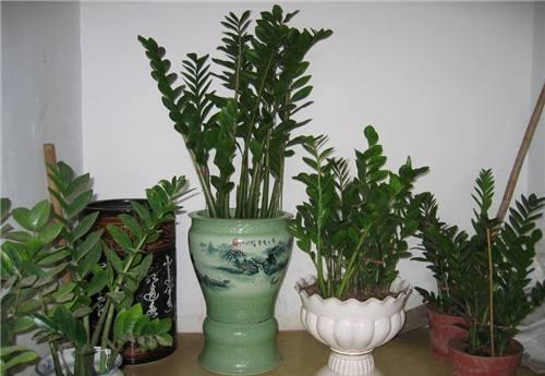 养金钱树小窍门,养金钱树用营养土行吗