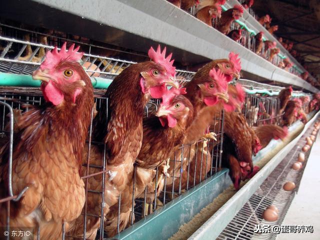 鸡滑液囊如何防治？中西药结合*管双**齐下，轻松解决鸡滑液囊！