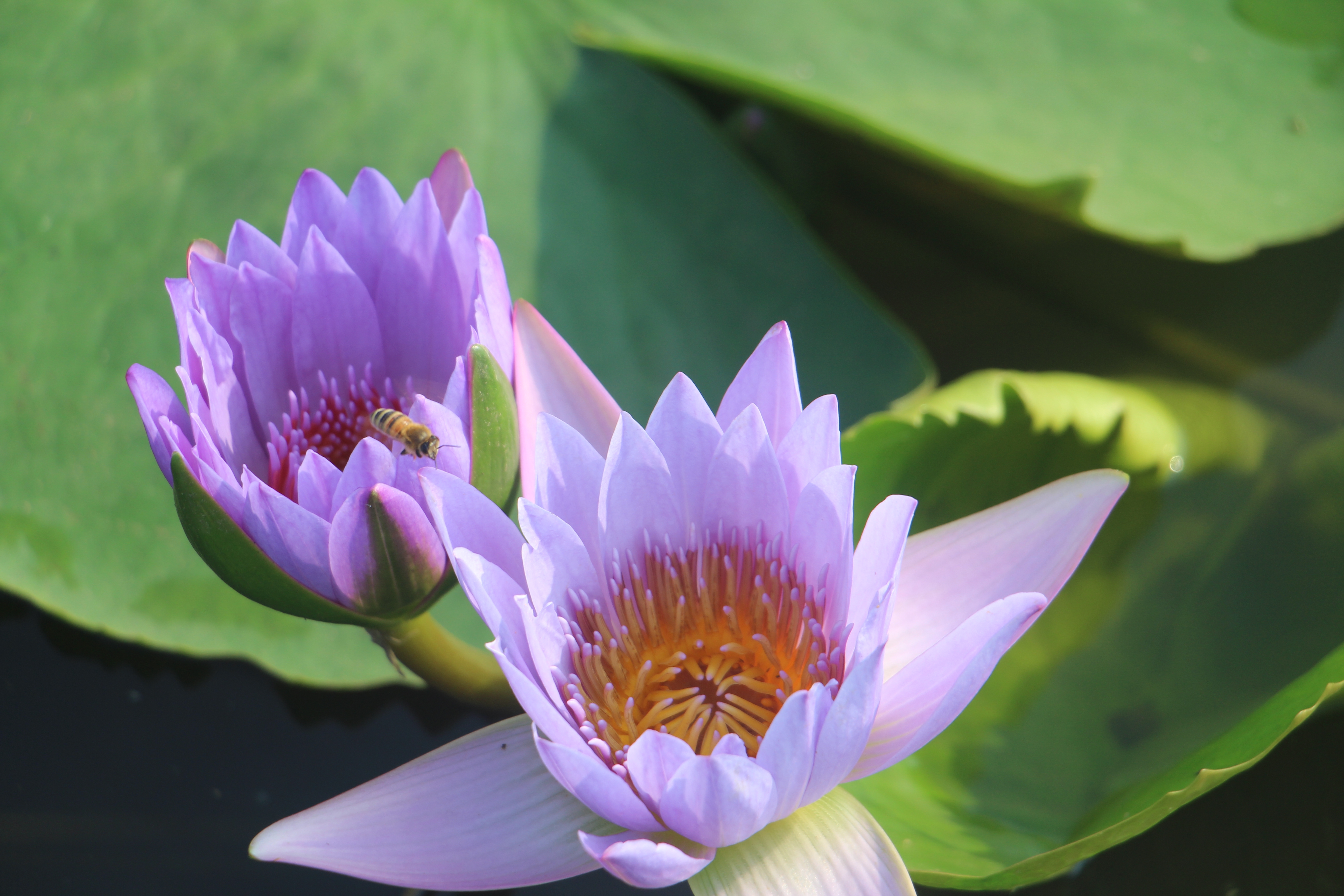 广西武宣县二塘石耇村:睡莲花开,扮靓乡村