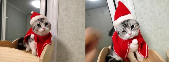 团子猫传腹治好了吗,团子的猫传腹