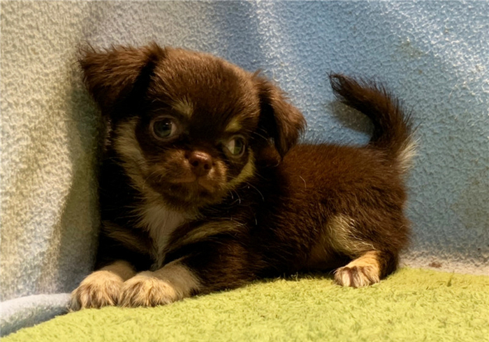 未满月的狗宝宝需要喝水吗,狗宝宝出生多久能吃狗粮