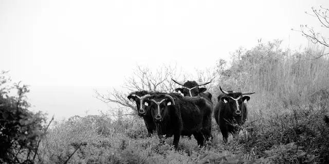 世界顶级牛肉是什么牛,世界最顶级的牛肉视频