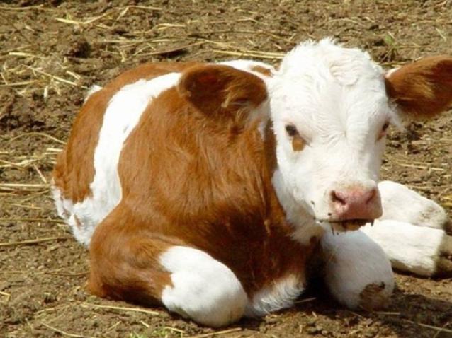 新生牛犊把肠粘膜拉出来怎么回事,牛犊粪便有黏膜怎么办