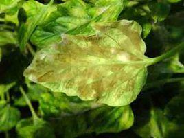 蔬菜真菌细菌病毒防治,真菌性蔬菜病害