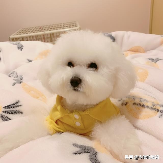 狗狗敏感吃什么药,纠正狗狗坏习惯训练方法