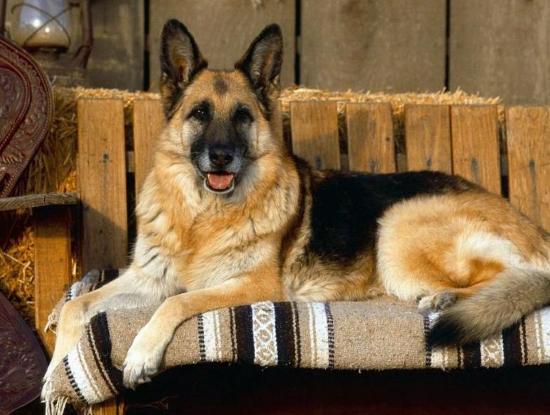 养牧羊犬最怕什么,养马犬好还是养德国牧羊犬好