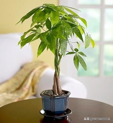 可以除甲醛又对猫咪无害的植物,对猫猫无害的植物花卉