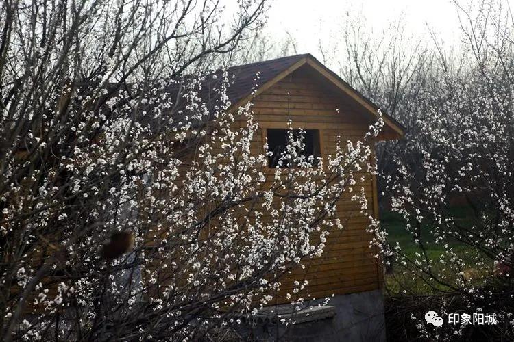 晋城哪里可以春游,晋城附近春游景点
