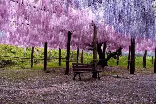 樱花散去!最美紫藤视觉盛宴来袭~