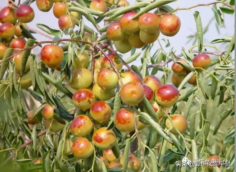 水果代办赚差价,水果贵有贵的道理