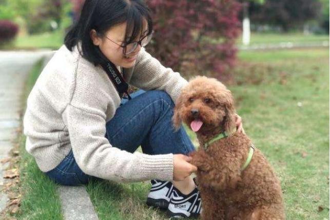 该怎么养好泰迪犬视频教程,养一只泰迪犬一个月花多少钱