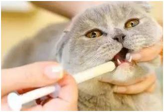 养猫家庭必备的18种药,养猫养狗家里常备药