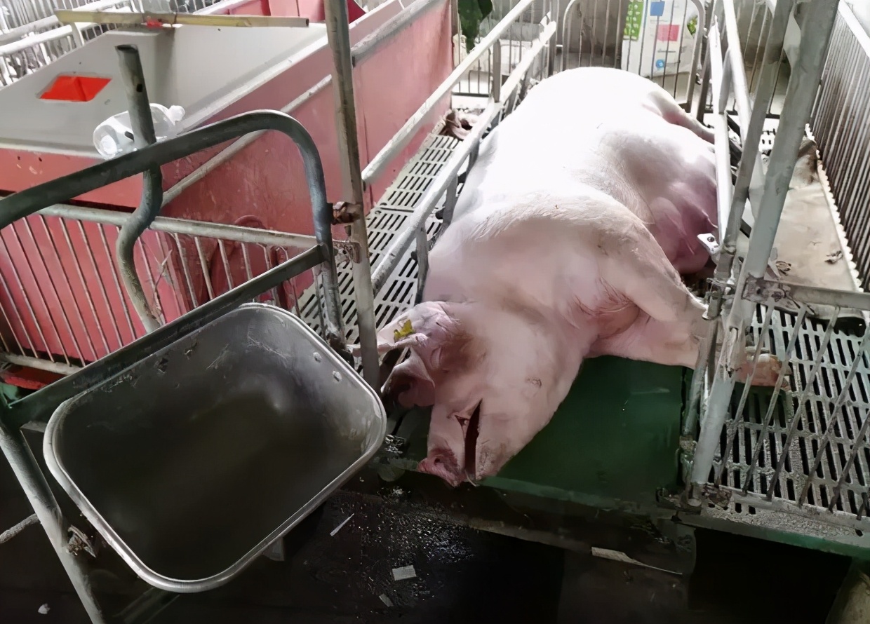 猪打疫苗过敏怎么办,养猪时猪感冒了怎么打针