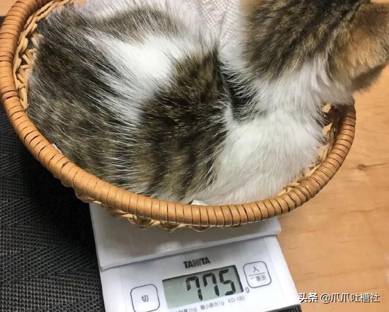 猫咪得了糖尿病,怎么办?给它喝点“糖盐水”