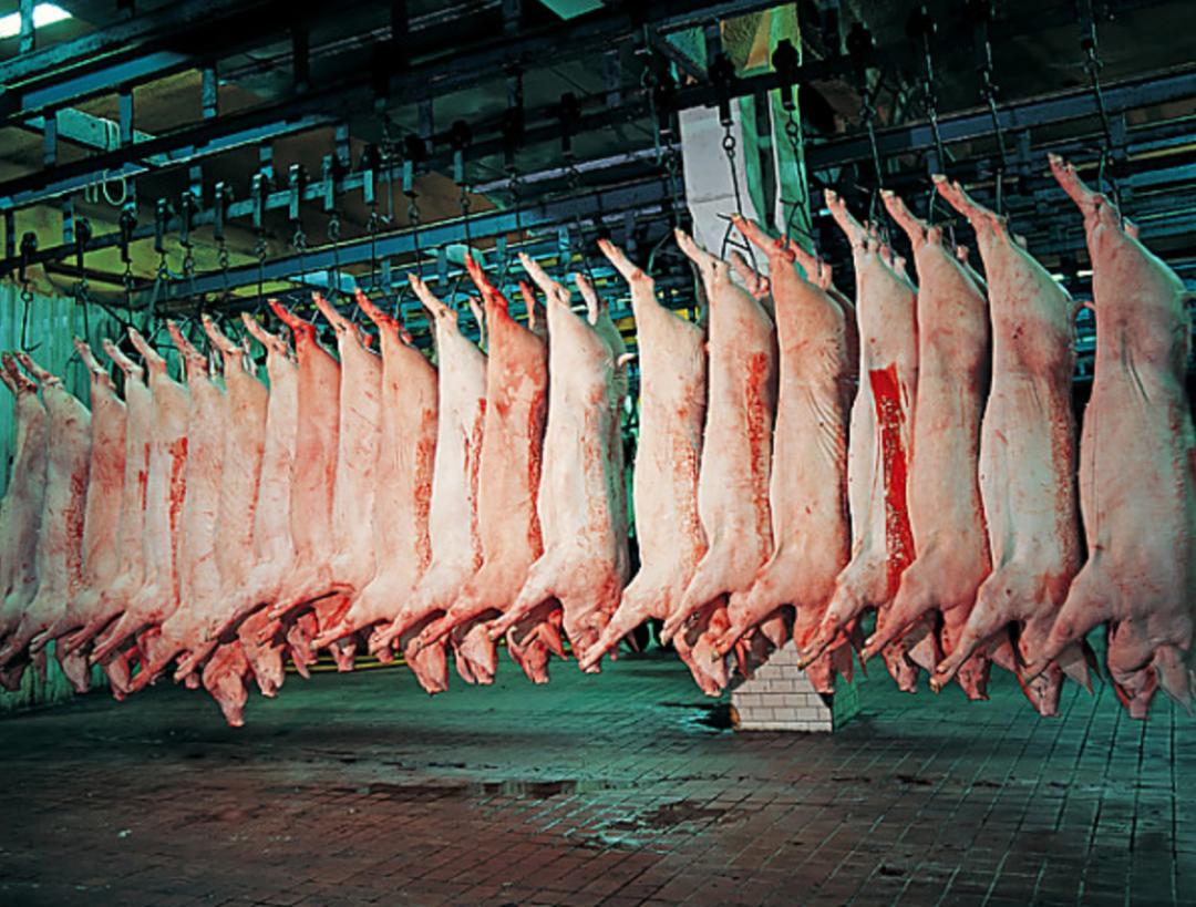 美国人杀猪真的不放血吗,为什么美国猪肉卖得如此便宜