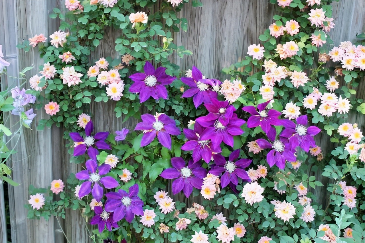 铁线莲春季萌芽后肥水管理,铁线莲大苗春季换盆的正确方法