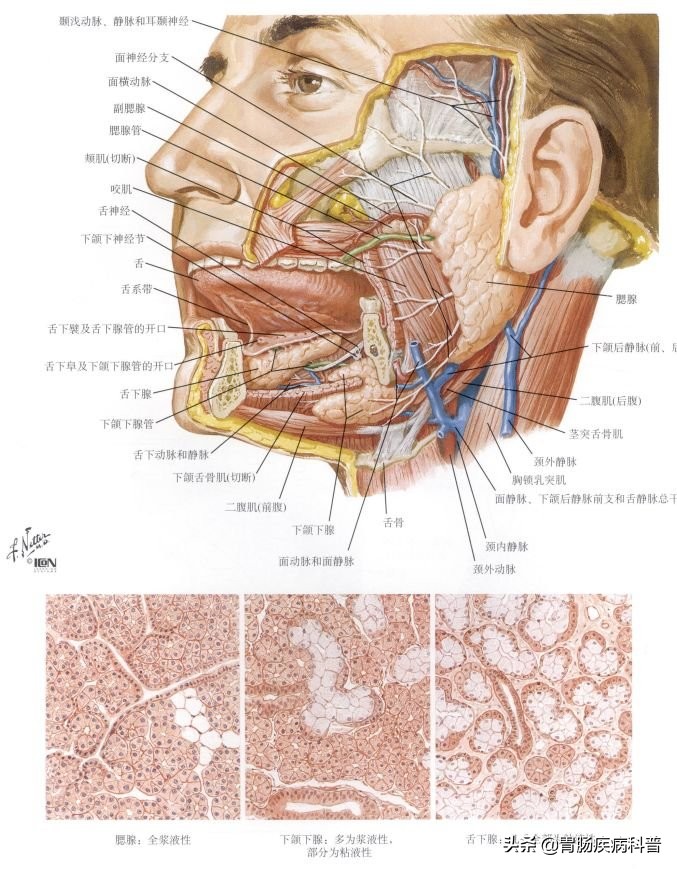 腹部消化系统解剖图谱,小儿消化系统解剖图谱