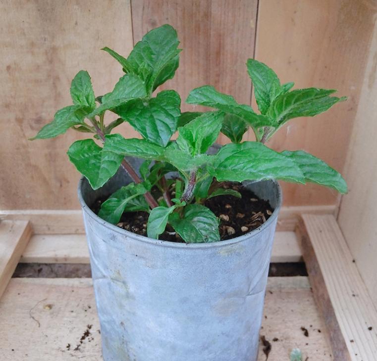 香草花园(1)|享受采摘薄荷和使用新鲜香草来调味乐趣