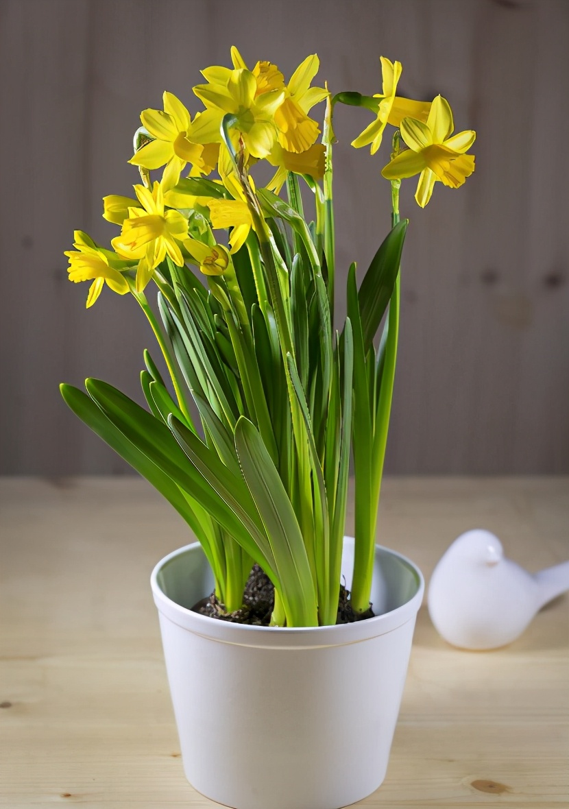 过年好看的年宵花,传统年宵花有哪些