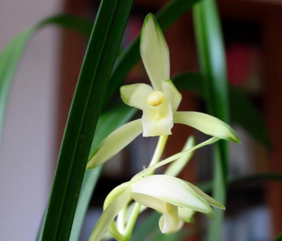 此兰被誉为国兰双圣,此兰