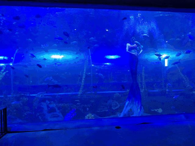 西安白鹿仓欢乐世界,西安曲江极地海洋馆旅游攻略