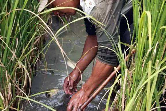 稻田养鱼的意义和作用,稻田养鱼违法吗