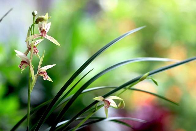 兰花只看叶片如何分类,兰花品种区分简单明了的方法