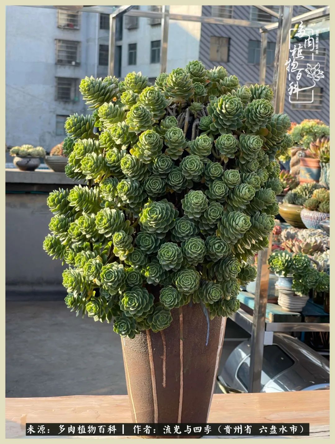 国庆假期你快乐吗?来,凉都美肉与你相伴一一小乌木的霸气东云