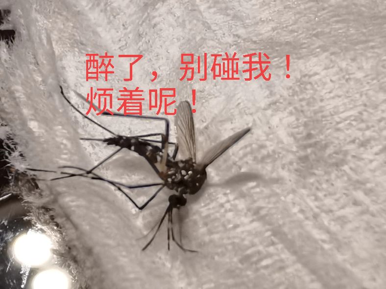 醉八仙酒来历,醉八仙有什么典故