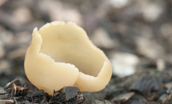 野生蘑菇用大蒜能鉴别有毒吗,野生蘑菇怎么鉴别