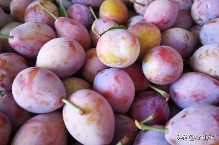 原产自美国，2年就能结果，长得酷似李子，国内种植却卖不上价