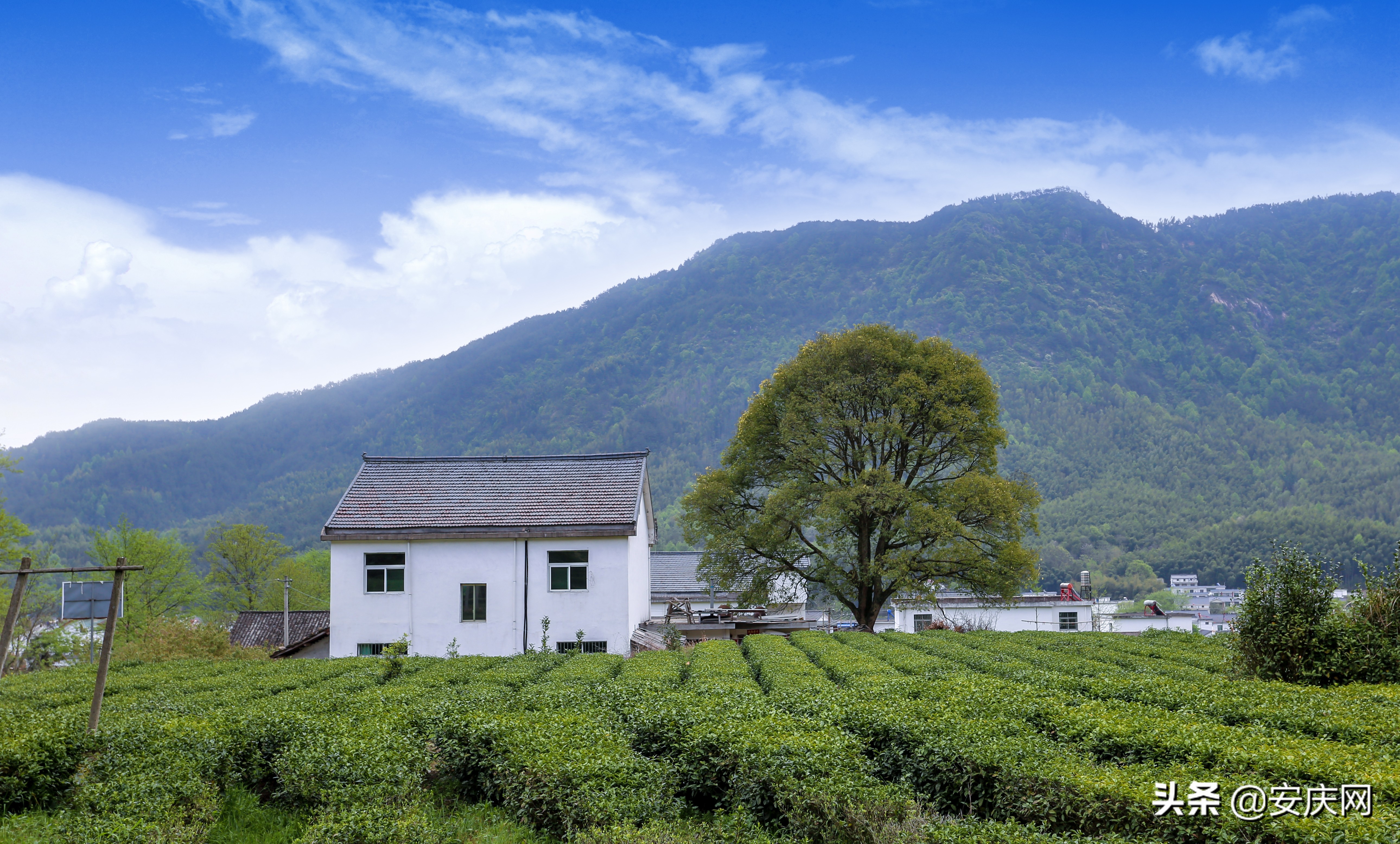 清明时节忆娘亲原唱,清明忆娘亲