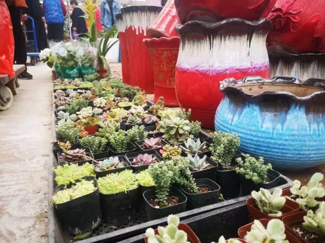 即将消失的花鸟鱼虫市场,天津消失的鱼虫市场