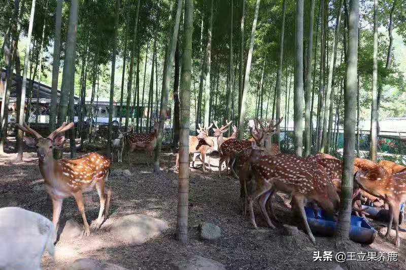 养殖梅花鹿的前景,养殖梅花鹿30头多少成本多少利润