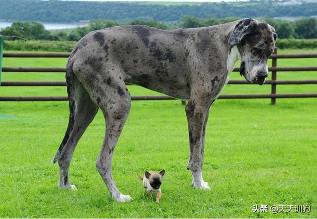 为什么德国犬种那么多,德国大型犬有哪些