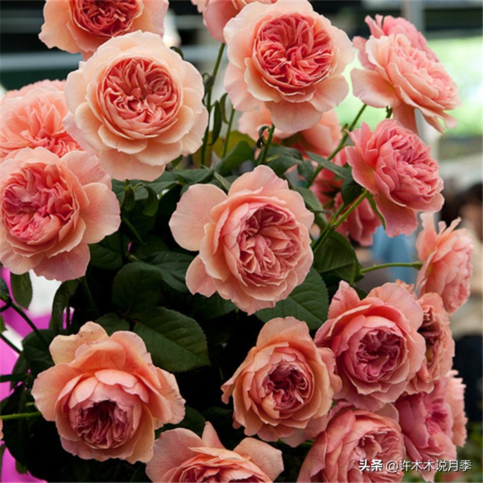 网购月季应该怎么种植?月季移栽后出现黄叶、枯萎是什么原因呢?