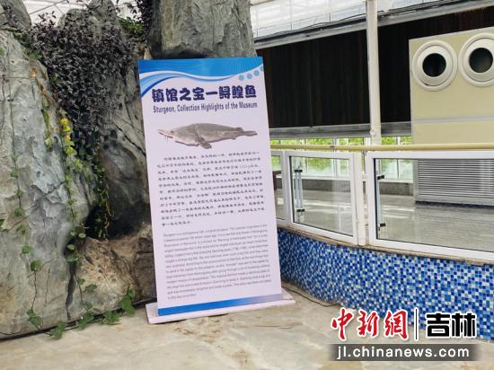 水中活化石鲟鳇鱼,淡水鱼活化石鲟鱼