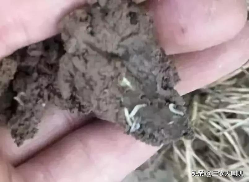 种的大蒜生蒜蛆用什么药,大蒜生地蛆用什么药最有效