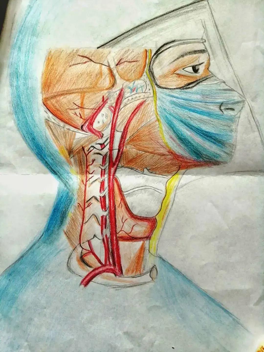 左手丹青，右手手术刀，985名校医学生笔记曝光！网友：这是学神级别的！