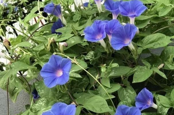 牵牛花怎么养护才能爆盆,夏天重瓣牵牛花苗怎么养