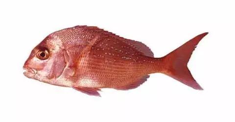 十种受欢迎的海鲜鱼类,最名贵的海鲜鱼类