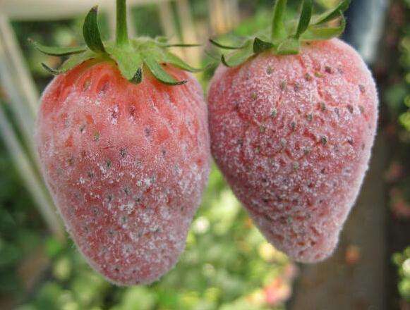 小苏打防治葡萄炭疽病效果怎么样,炭疽病可以用小苏打治疗吗