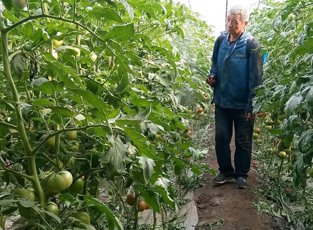 番茄种植,溃疡病传播快,危害大,难以控制,该如何进行防治呢?